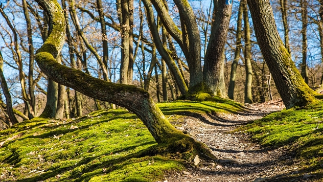 Šuma obrasla mahovinom - © Pixabay