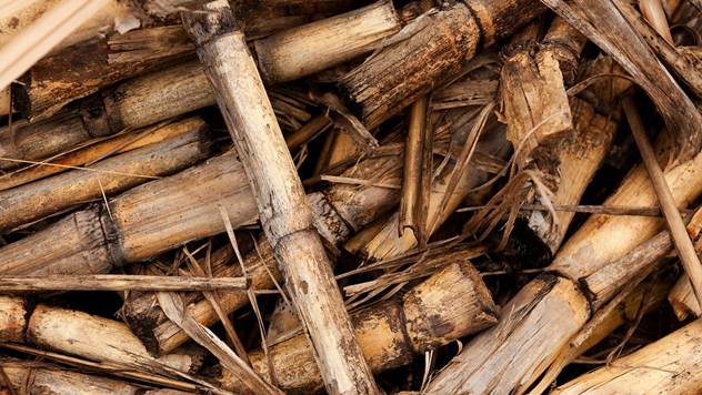 biomasa, trska, grancice
