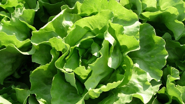 Zelena salata Zeralda - © Holland Angro