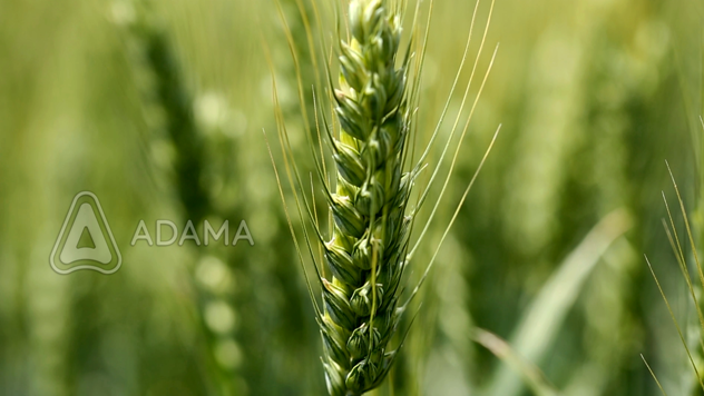 Zdrava pšenica - © Adama
