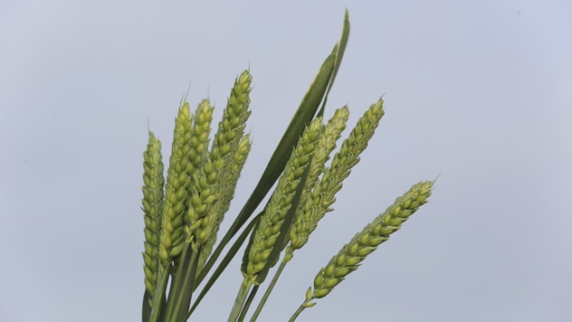 Zaštita pšenice i ječma od bolesti lista - © Adama
