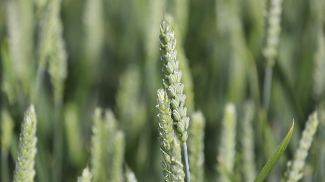 Zaštita pšenice i ječma od bolesti lista - © Adama