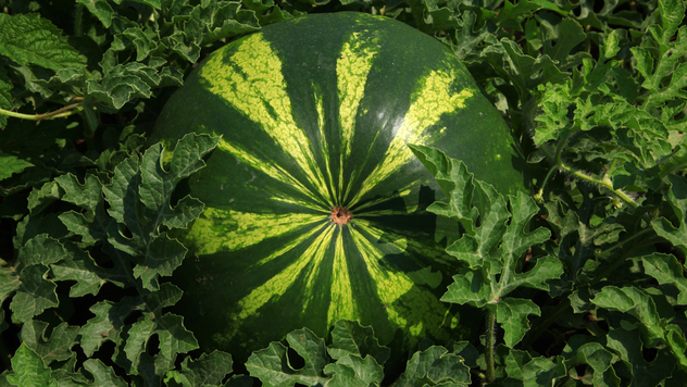 Gajenje lubenice - © Agromedia