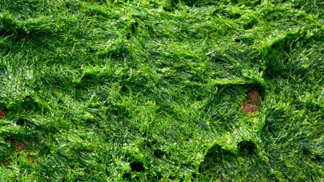 Ilustracija: Upotreba algi u ishrani stoke - © Pixabay