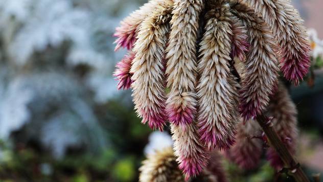 Kako se gaji amarant: Kako se gaji amarant: Drevna izuzetno hranljiva žitarica- © Pixabay