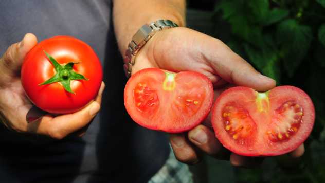 Baikonur - hibrid paradajza @ Zeleni hit