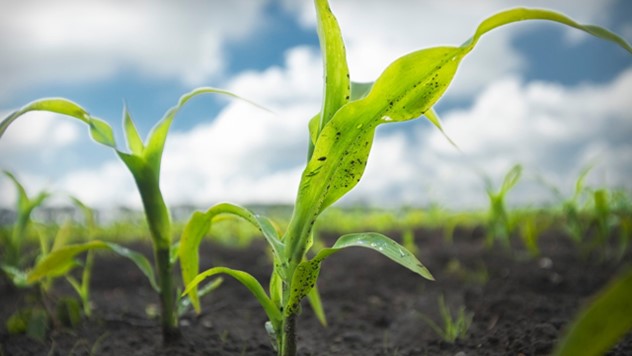 Primena herbicida posle nicanja kukuruza - © Bayer Crop Science