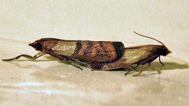 Bakrenasti moljac - © Wikipedia