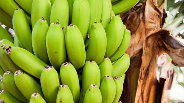 Gajenje banane - © Pixabay