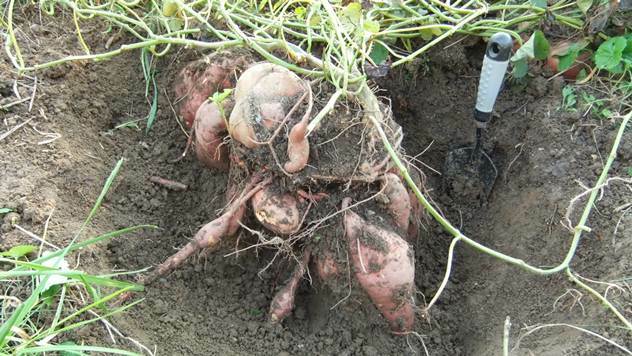 Gajenje slatkog krompira: Batat dobro podnosi sušu - © Pixabay