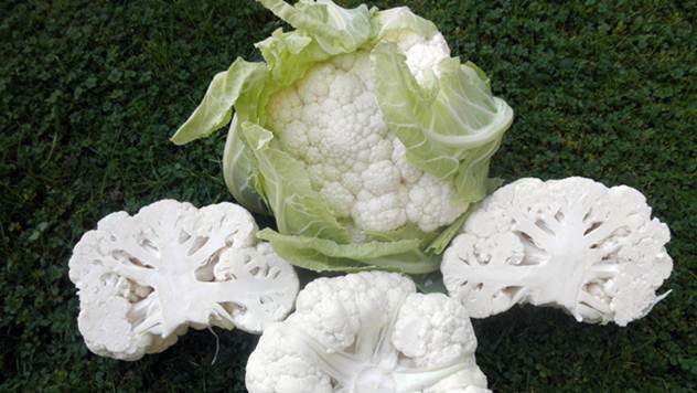 Nova generacija karfiola uspešno odleva tipičnim povrtarskim problemima - © Konus Glorija