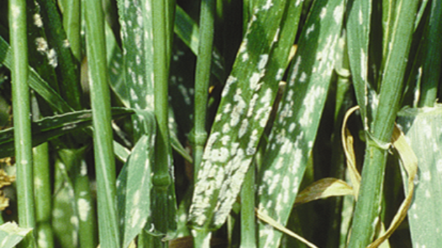 Biljne bolesti - pepelnica žita ©Agromedia