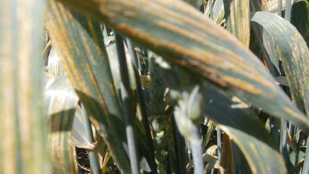 Biljne bolesti - rđa pšenice ©Agromedia
