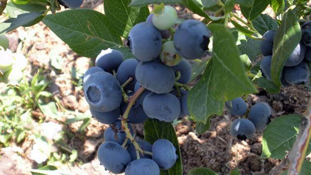 Voće koje brzo raste i lako se gaji - © Agromedia