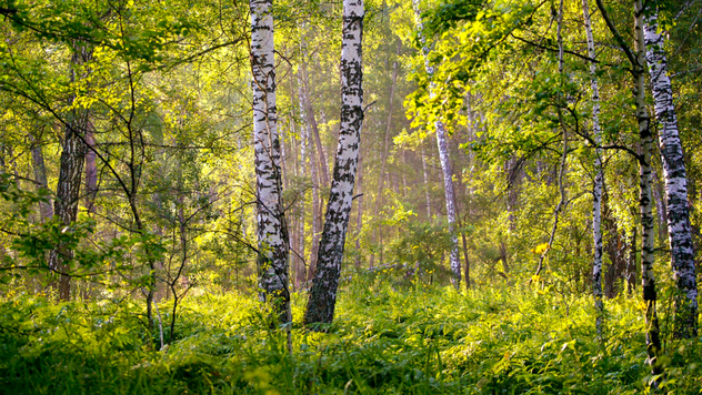 Ilustracija: Brezova šuma - © Pixabay