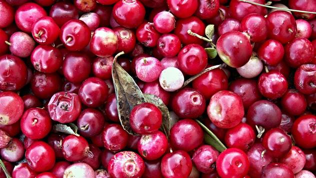 Ubrani plodovi brusnice - © Pixabay