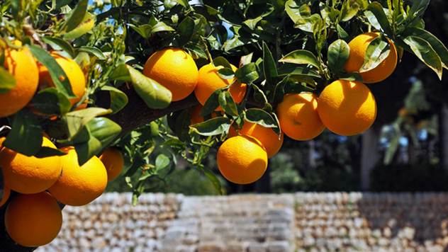 Saveti za gajenje citrusa - © Pixabay