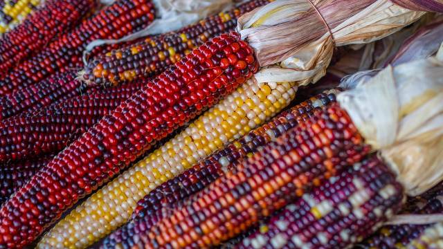 Organska proizvodnja crvenog kukuruza - ©Pixabay