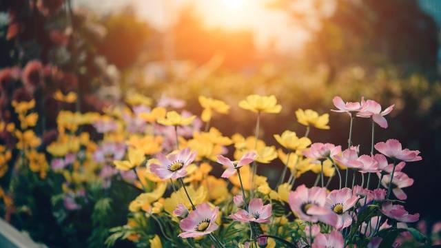 Samoniklo cveće: Cvetna bašta bez puno muke - © Pixabay