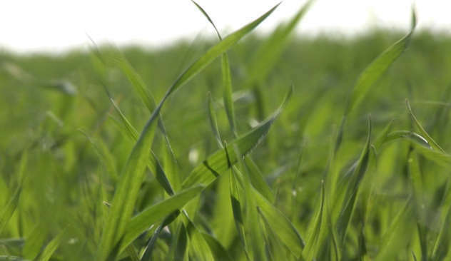 Pšenica u polju - ©Agromedia