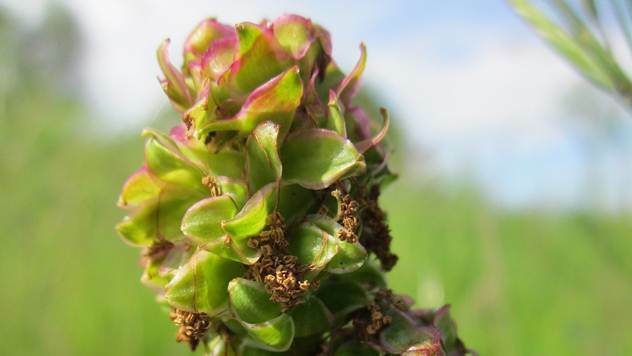 Lekovita biljka dinjica - Sanguisorba minor - © Pixabay