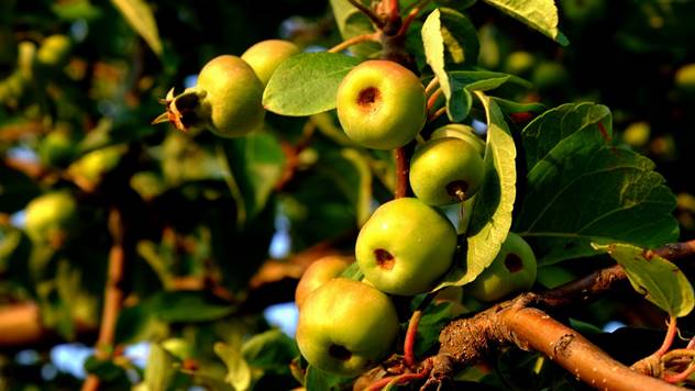 Divlje jabuke - © Pixabay