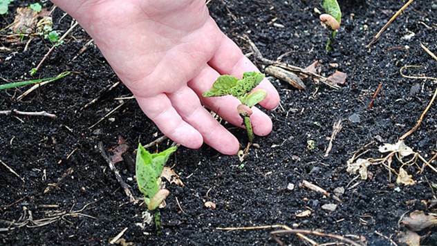 Suše vam se biljke? Evo kako da ih oživite- © Pixabay