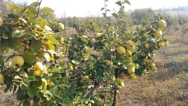 Zašto voće u dvorištu rađa sve manje ploda?- © Agromedia