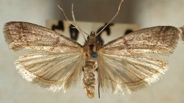 Duvanski moljac - © Wikipedia