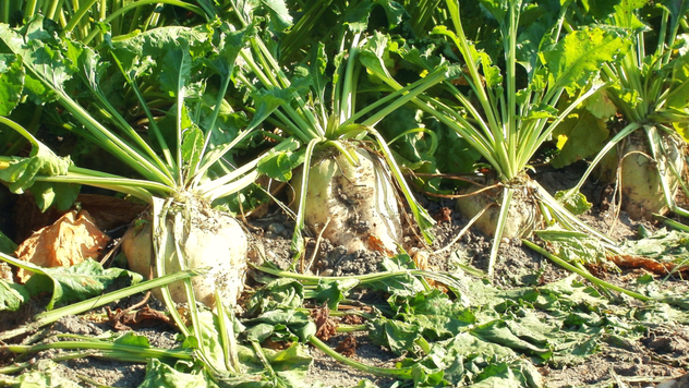 Gajenje šećerne repe - © Pixabay