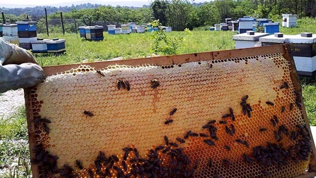 Agroekološklo pčelarstvo - © Julijana El Omari/Agromedia