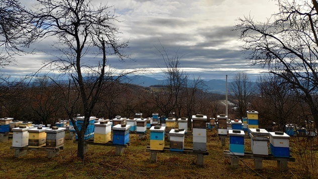 Bavljenje pčelarstvom isplativo - © Julijana El Omari/Agromedia