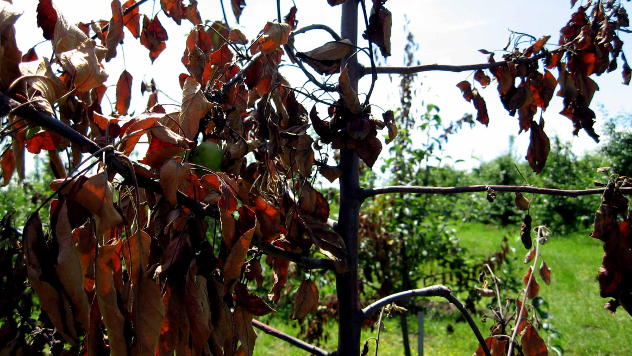Ervinija na mladom drveću jabuka © Foto: Biljana Nenković