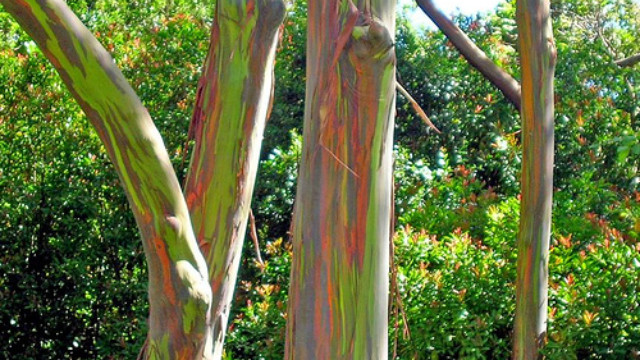 Jedinstvena kreacije prirode: Eukaliptus duginih boja - ©Wikimedia