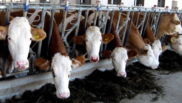 Farma krava - foto: Biljana Nenković