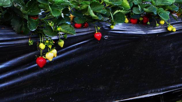Upotreba folija u gajenju povrća i jagodičastog voća može znatno da poveća prinos i poboljša uzgoj - © Pixabay