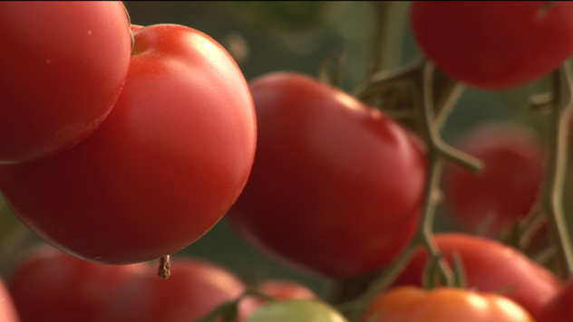 Proizvodnja paradajza - © Agromedia