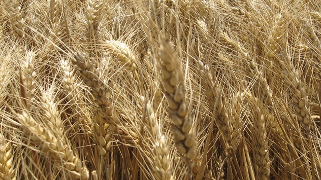 Pšenica LG ARMSTRONG © Galenika - Fitofarmacija