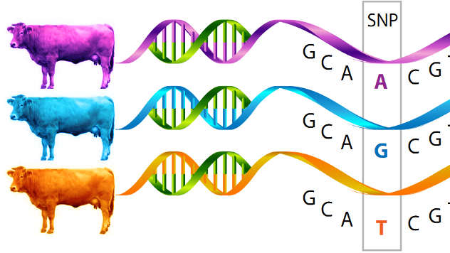 Genomska selekcija © Foto: Igor Prka