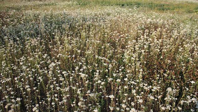 Hajdučka trava je veoma lekovita i laka za gajenje - © Pixabay