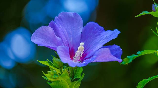 Osetljivi ste ili skloni alergijama? U ovom cveću možete da uživate bez straha od iritacija - © Pixabay