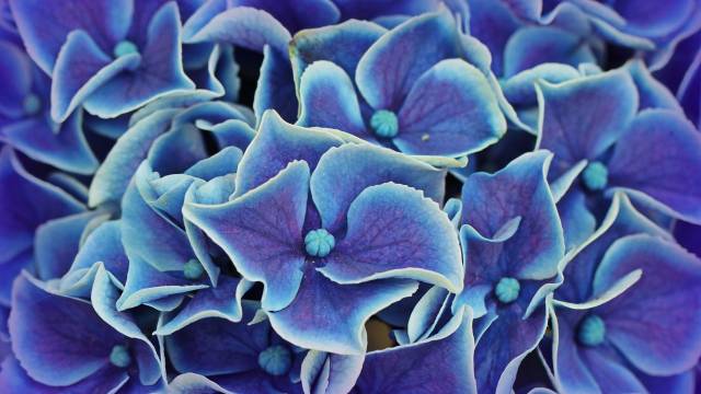 Otkrivamo kako da dobijete plavu hortenziju - © Pixabay