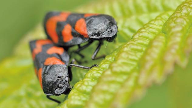 7 insekata koji su veoma korisni posetioci u vašoj bašti - © Pixabay