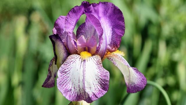 Osetljivi ste ili skloni alergijama? U ovom cveću možete da uživate bez straha od iritacija - © Pixabay - © Pixabay