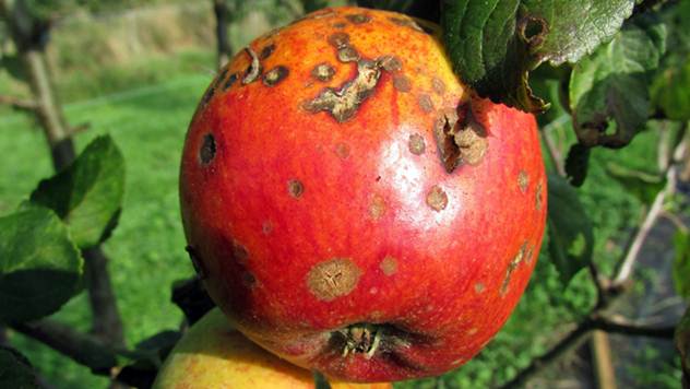 Mraz u aprilu obrao i jabuke - Padavine uticale na pojavu infekcija - © Pixabay