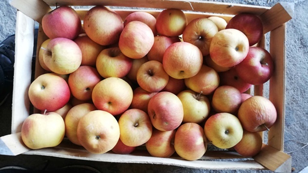 Niska cene jabuke - © Julijana El Omari/Agromedia