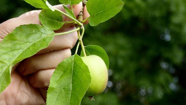 Branje jabuke - © Pixabay
