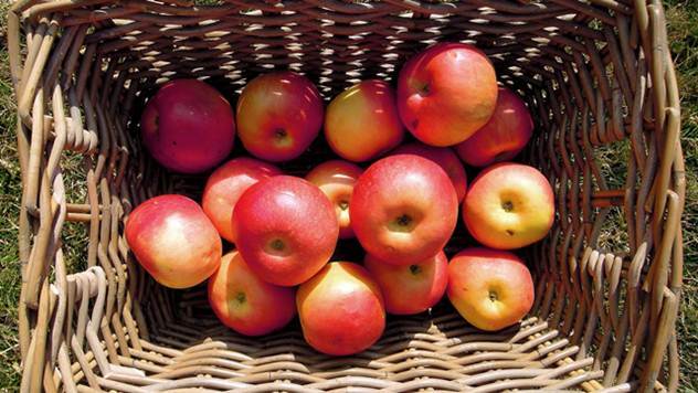 Raste izvoz jabuka i mesa u Rusiju - © Pixabay