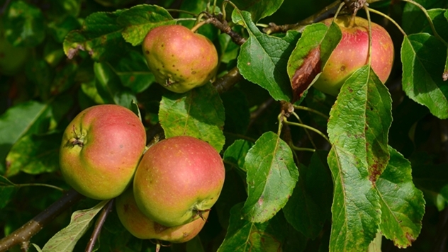 Hemijsko proređivanje plodova jabuke - © Pixabay