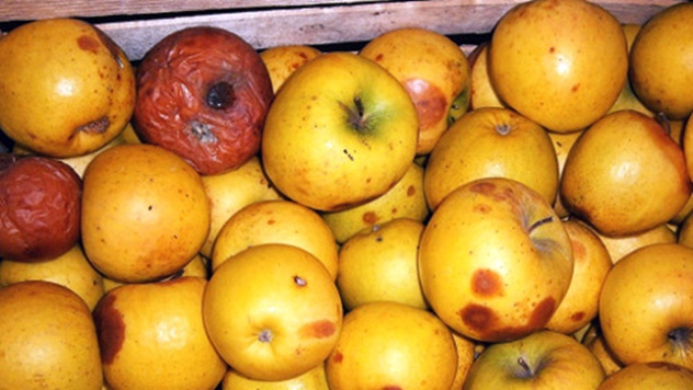 Trulež jabuke u skladištu - © Galenika-Fitofarmacija
